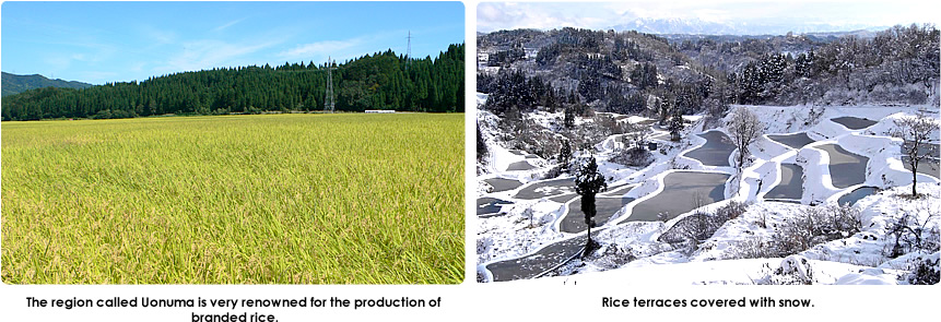 The region called Uonuma is very renowned for the production of  branded rice.　Rice terraces covered with snow.